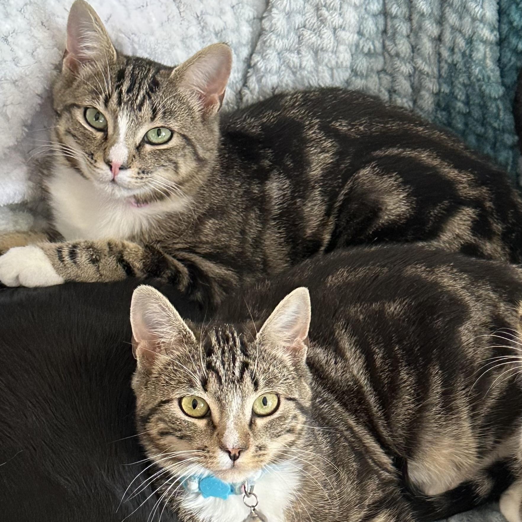 Enlarge McKenzie & Harper , a ADOPTABLE Domestic Short Hair in Canton, MA image 3/4