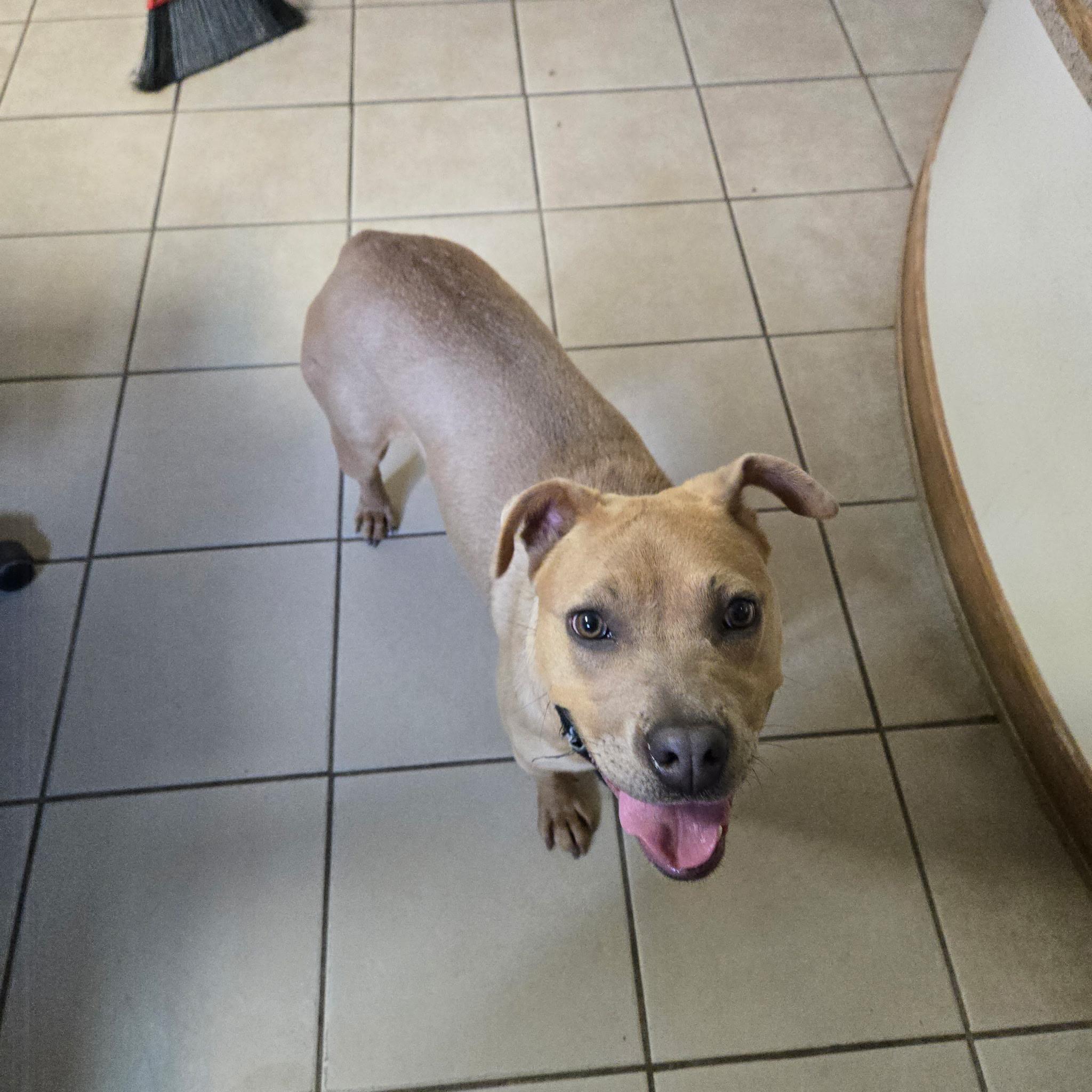 Sierra, ADOPTABLE, Young Female Pit Bull Terrier.