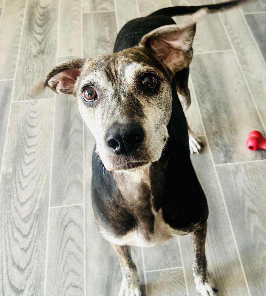 Enlarge Molly Moo, a Adoptable mixed breed in Nashville, GA image 1/2