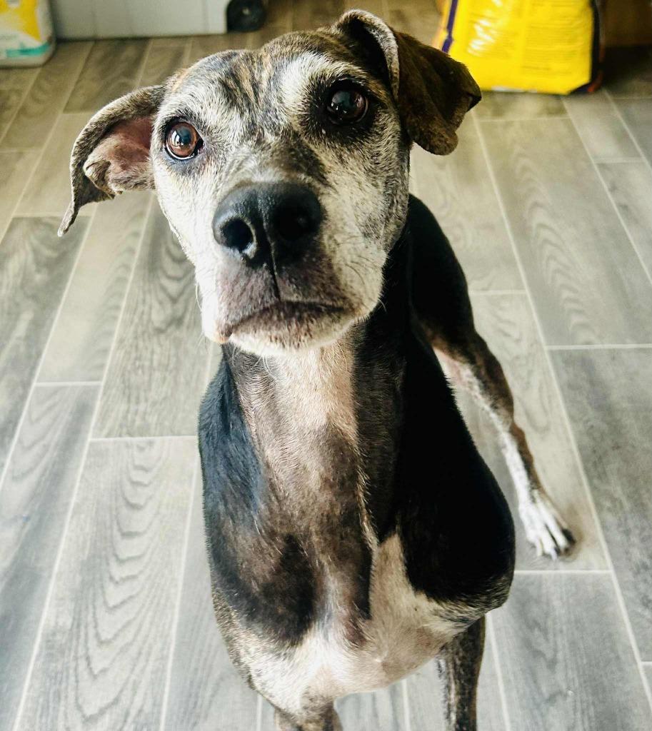 Enlarge Molly Moo, a Adoptable mixed breed in Nashville, GA image 1/2