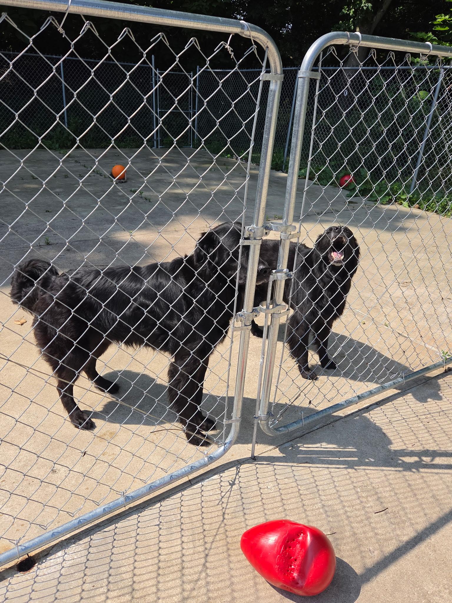 Willow, an adopted mixed breed in Medina, OH image 3/5
