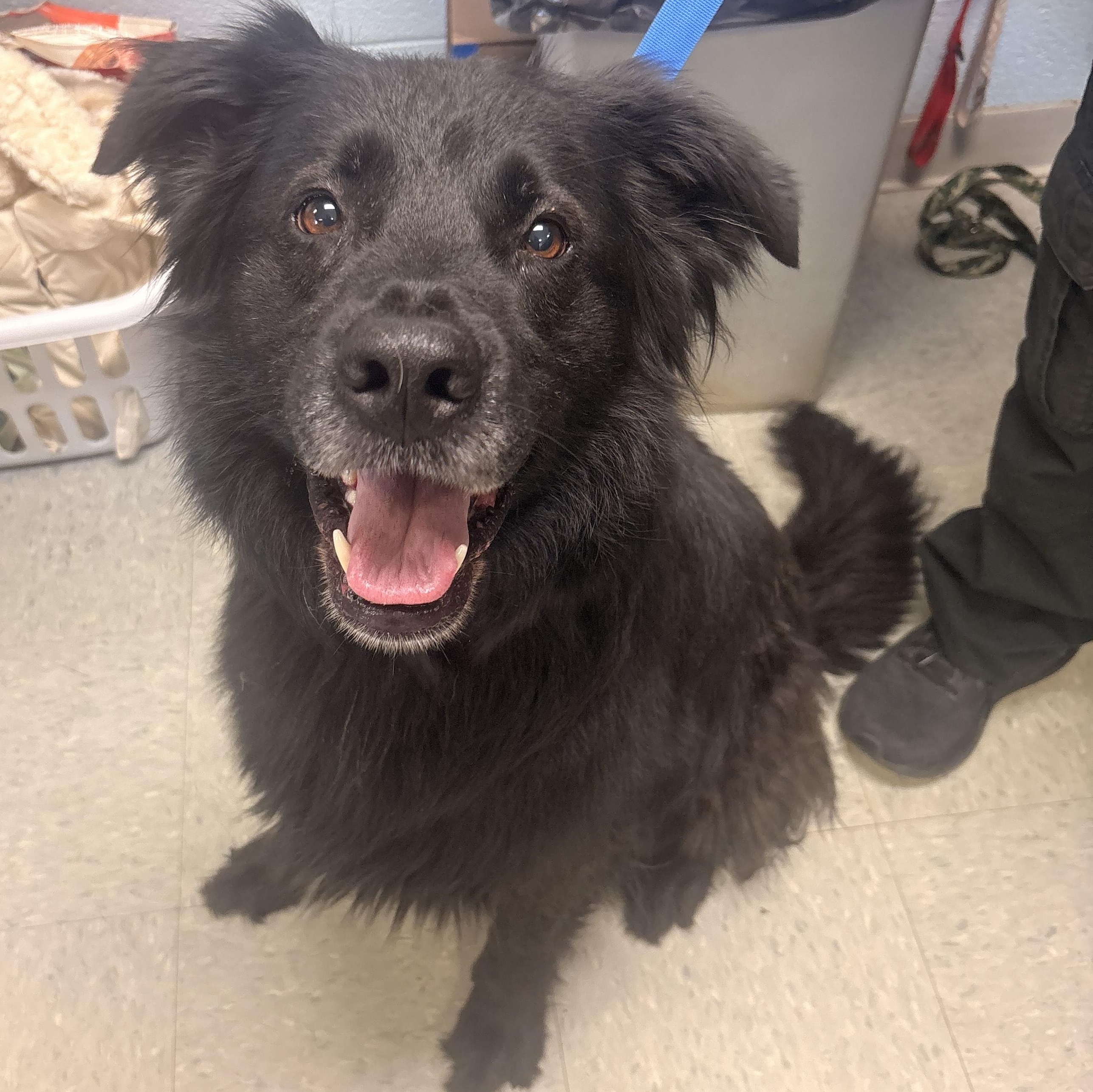 Willow, ADOPTABLE, Adult Female Belgian Shepherd / Sheepdog.