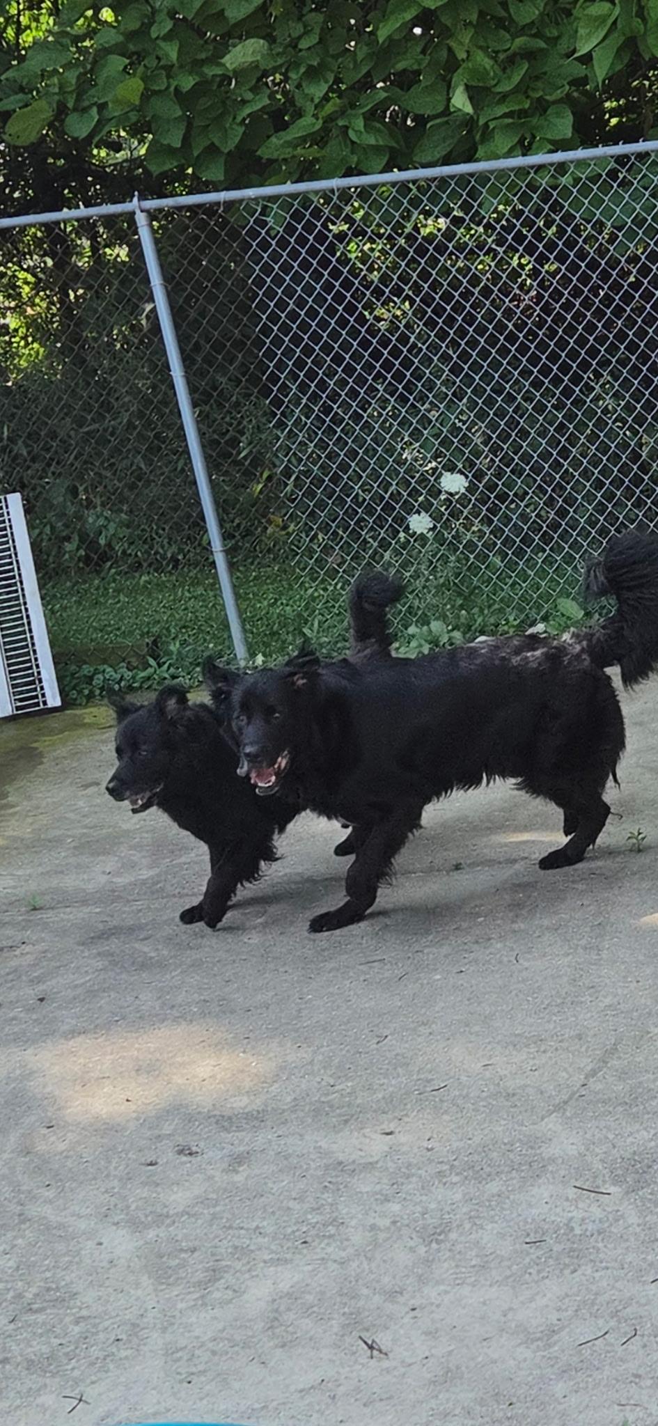 Willow, an adopted mixed breed in Medina, OH image 5/5