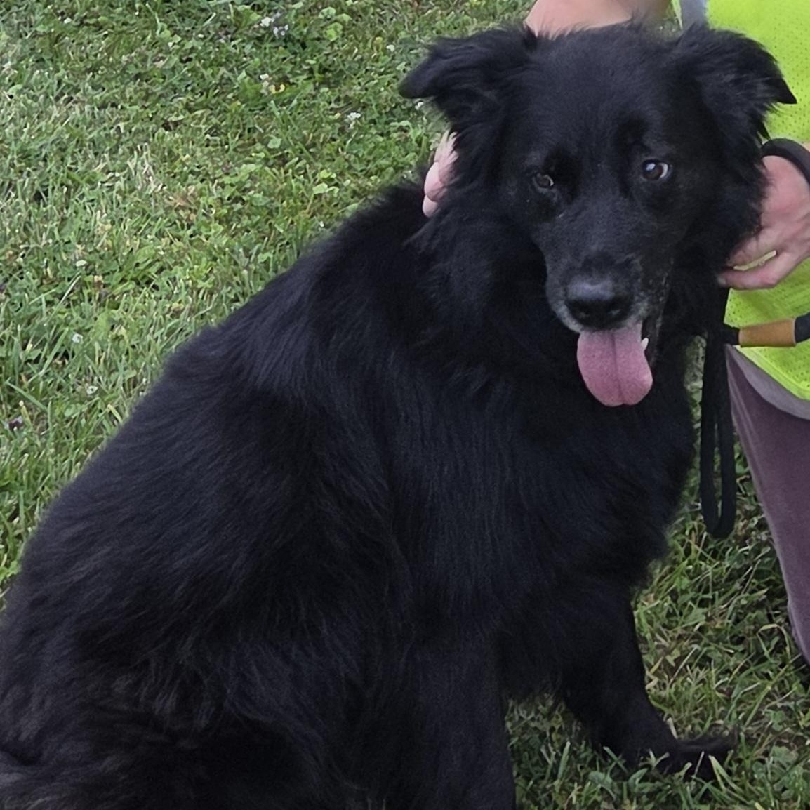 Willow, adopted, Adult Female Belgian Shepherd / Sheepdog & Black Labrador Retriever.