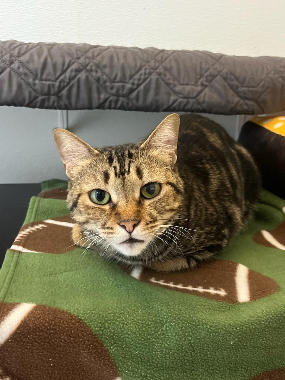 Enlarge June, a Adoptable Domestic Short Hair in Huntington Beach, CA image 1/1