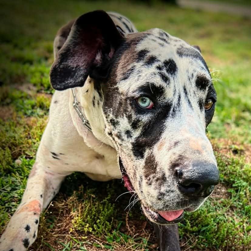Enlarge PATCHES, an adopted Great Dane in Dalton, GA image 2/3
