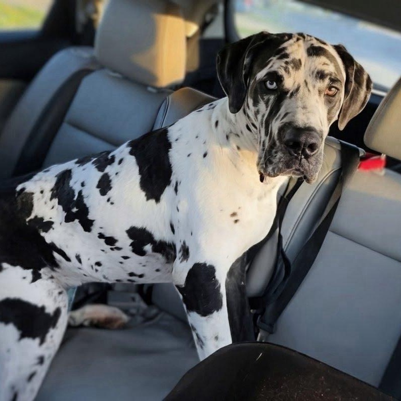 PATCHES, adopted, Young Male Great Dane.