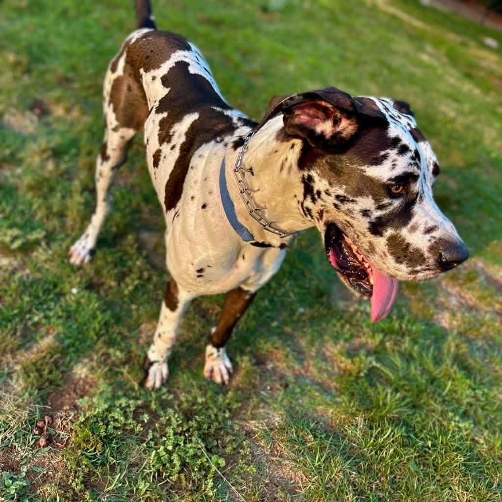 Enlarge PATCHES, an adopted Great Dane in Dalton, GA image 3/3
