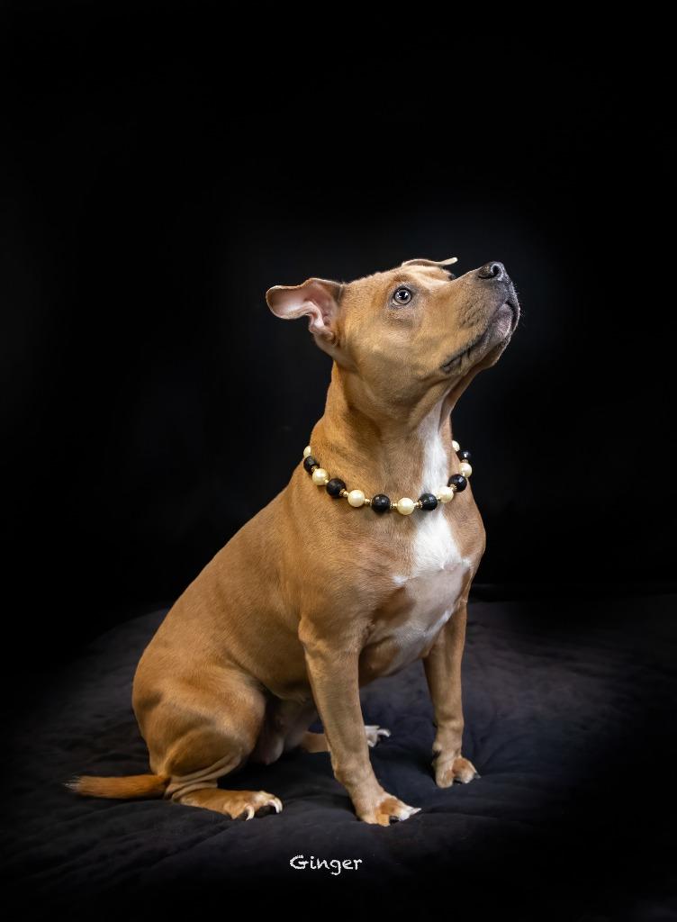 Ginger photo