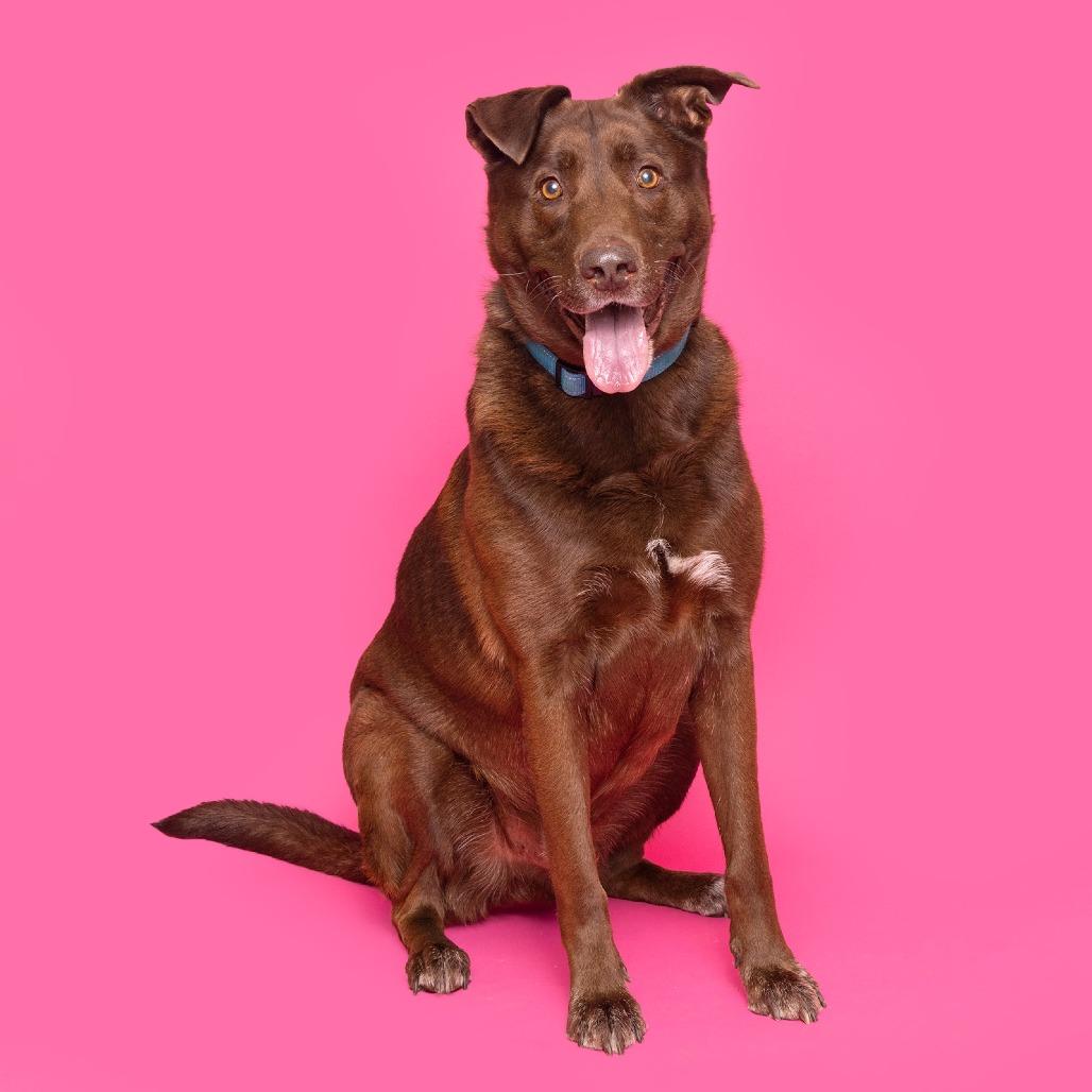 Gaston, Adoptable, Adult Male Mixed Breed.