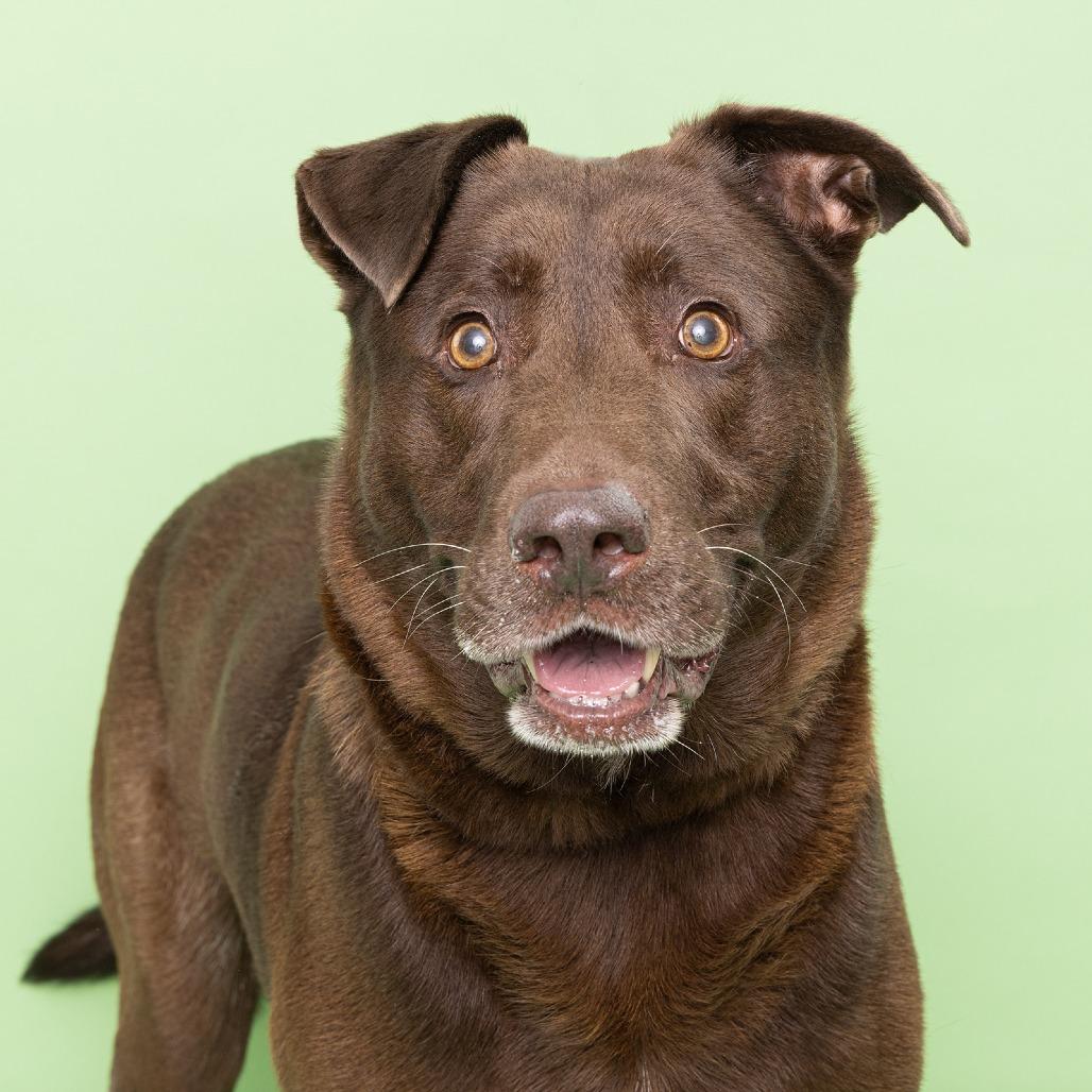 Gaston, a Adoptable Mixed Breed image 1/3