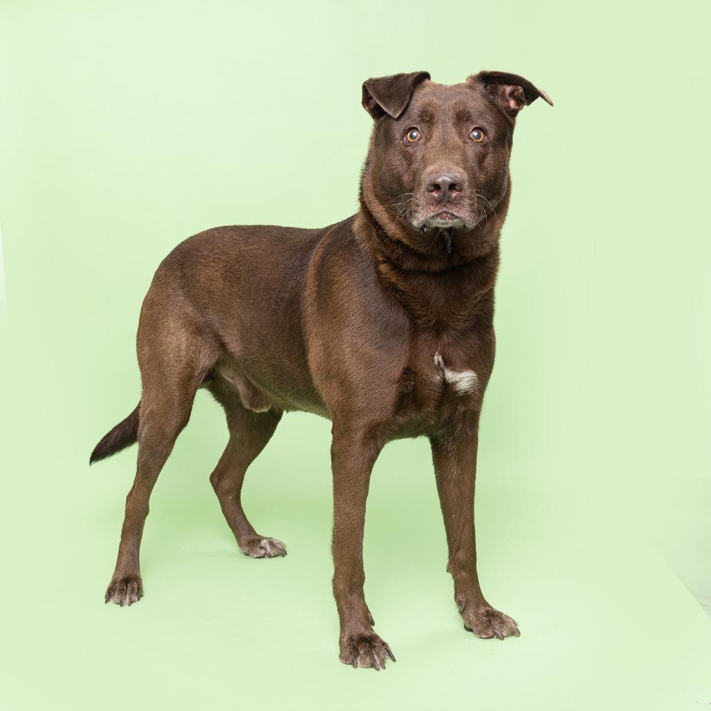 Gaston, a Adoptable Mixed Breed image 2/3