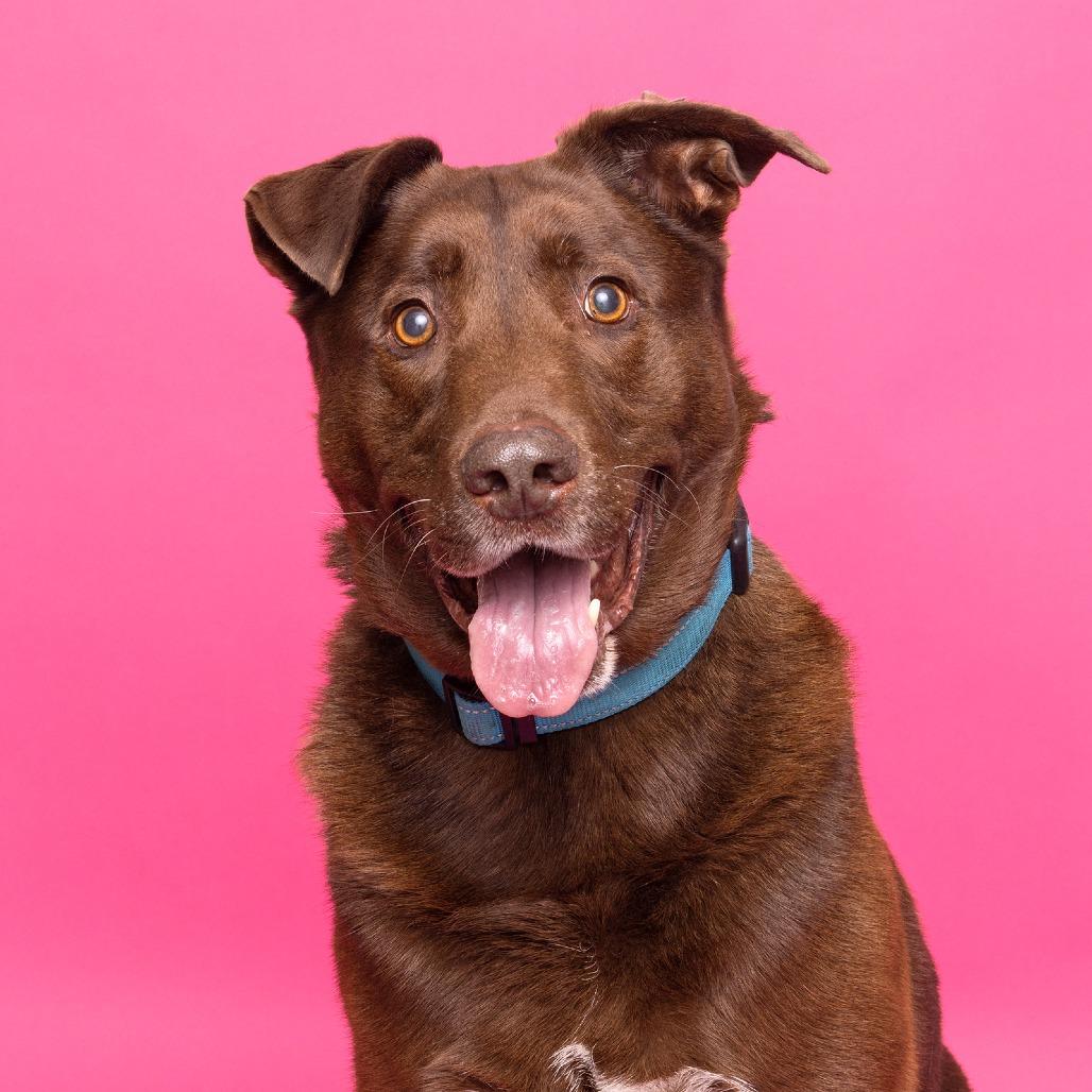 Enlarge Gaston, a Adoptable Mixed Breed in Franklin, TN image 4/6