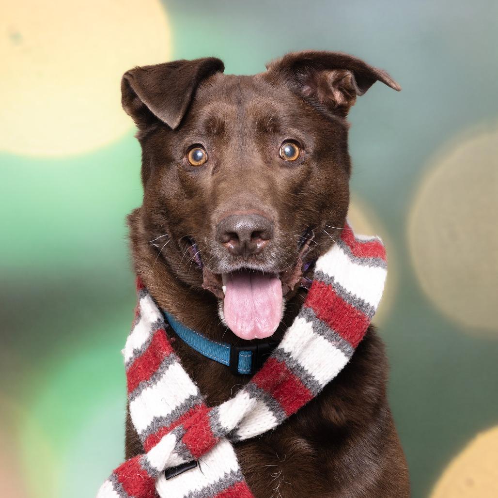 Gaston, a Adoptable Mixed Breed image 3/3