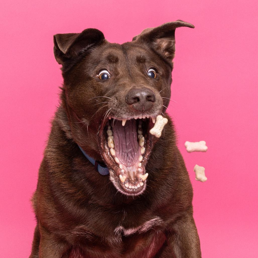 Enlarge Gaston, a Adoptable Mixed Breed in Franklin, TN image 6/6