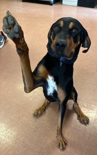 Enlarge Gus, a ADOPTABLE mixed breed in Rapid City, SD image 4/6