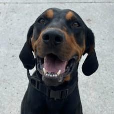 Gus, a ADOPTABLE mixed breed in Rapid City, SD image 1/4