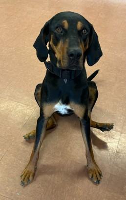 Gus, a ADOPTABLE mixed breed in Rapid City, SD image 2/4