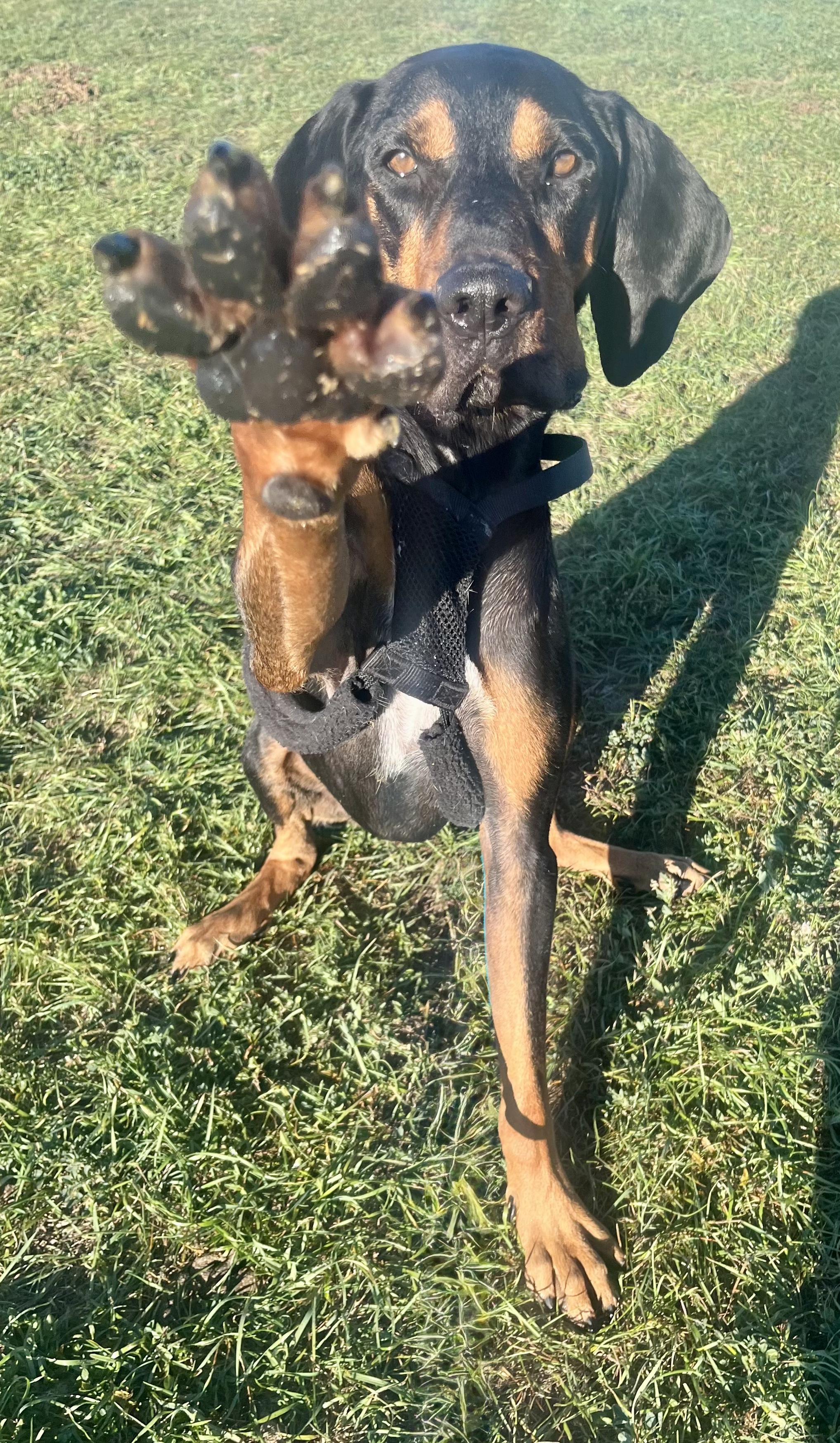 Enlarge Gus, a ADOPTABLE mixed breed in Rapid City, SD image 3/6