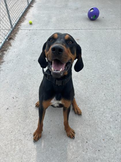 Gus, a ADOPTABLE mixed breed in Rapid City, SD image 4/4