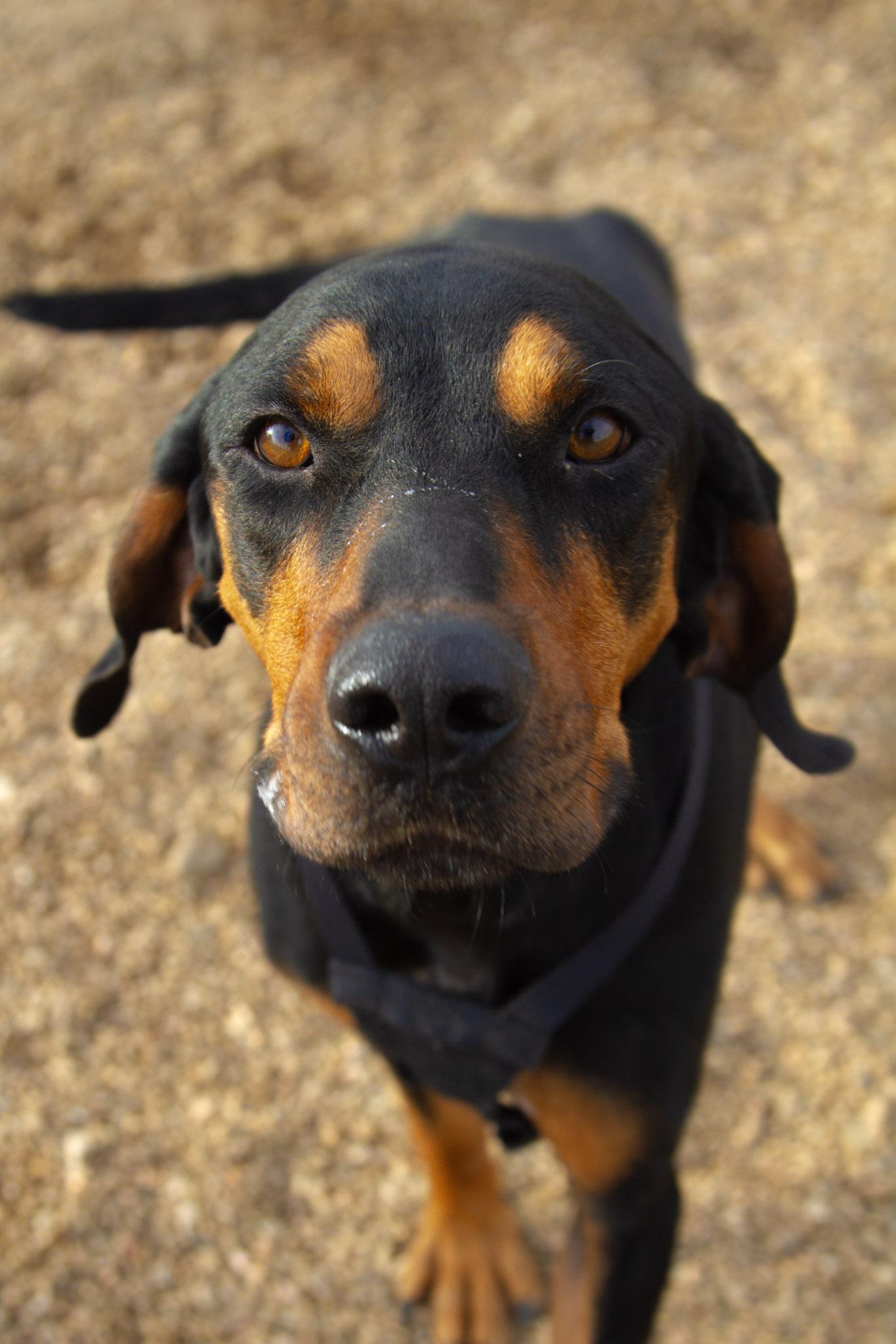 Enlarge Gus, a ADOPTABLE mixed breed in Rapid City, SD image 5/6