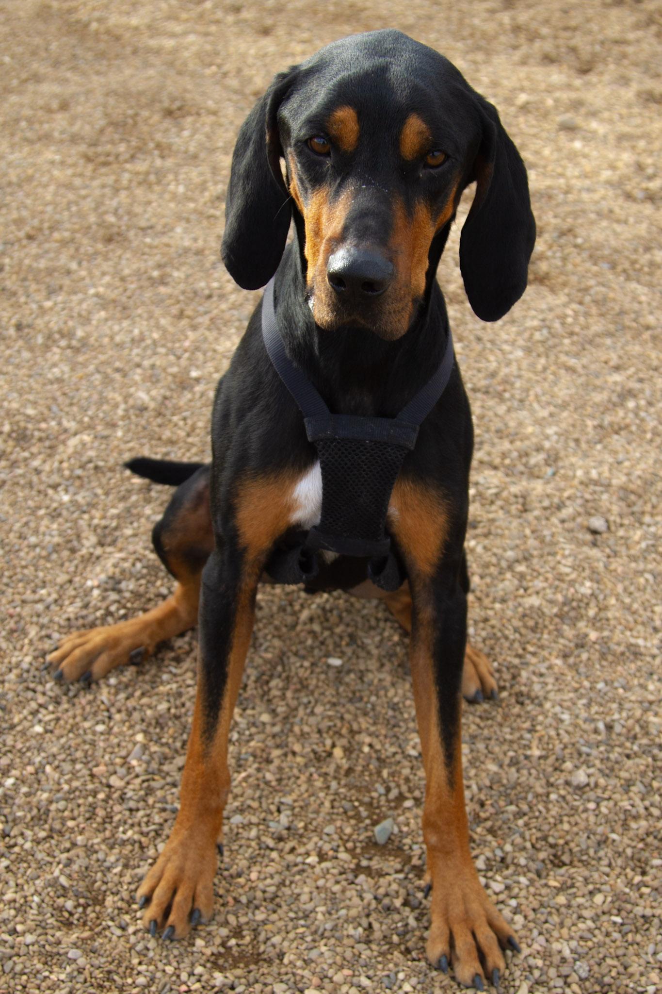 Enlarge Gus, a ADOPTABLE mixed breed in Rapid City, SD image 6/6