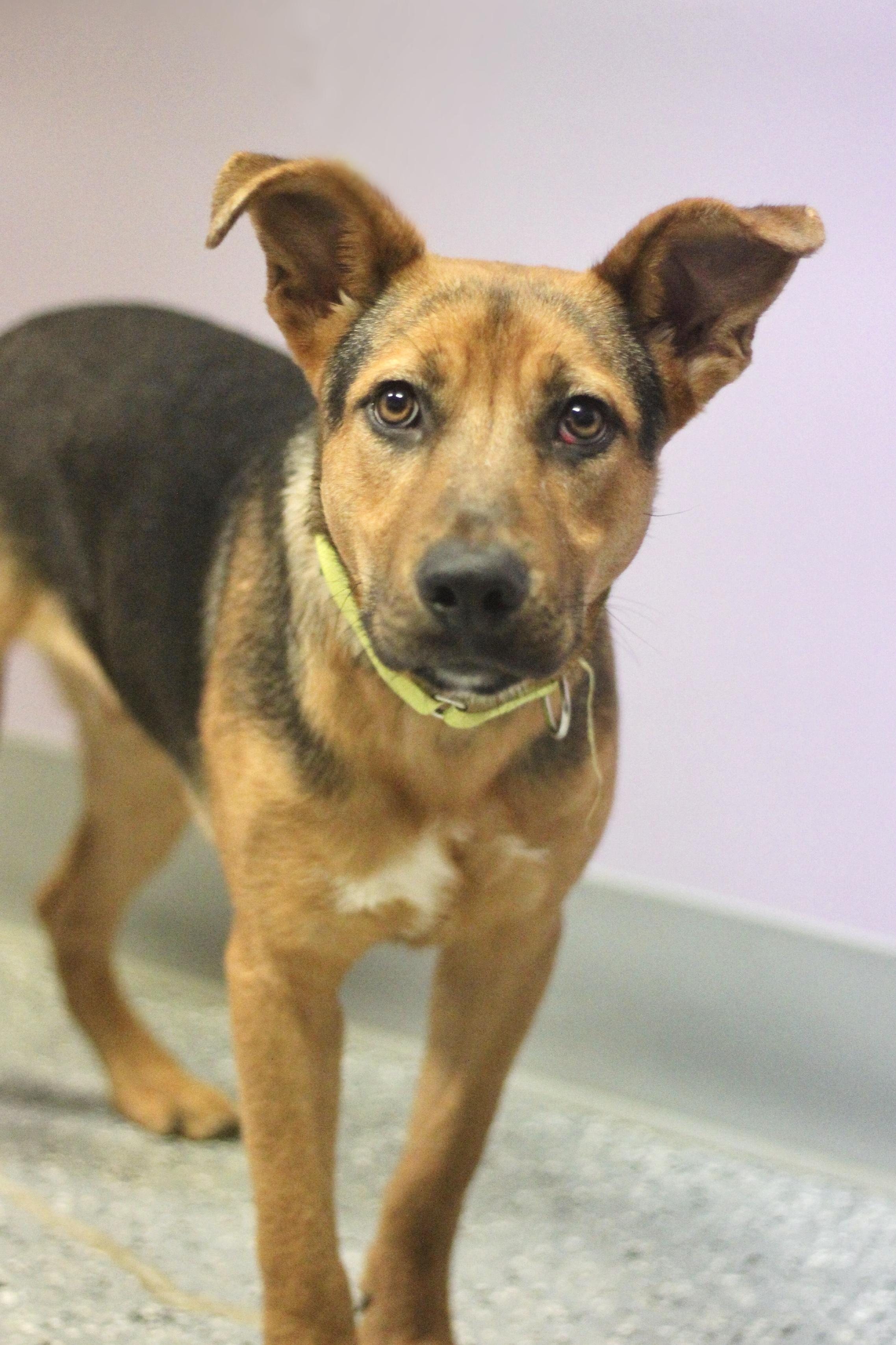 Enlarge Soren in NH! Come Meet our Adoptable Dogs Wednesday-Saturday. More info in Bio! , a ADOPTABLE mixed breed in Manchester, NH image 2/2