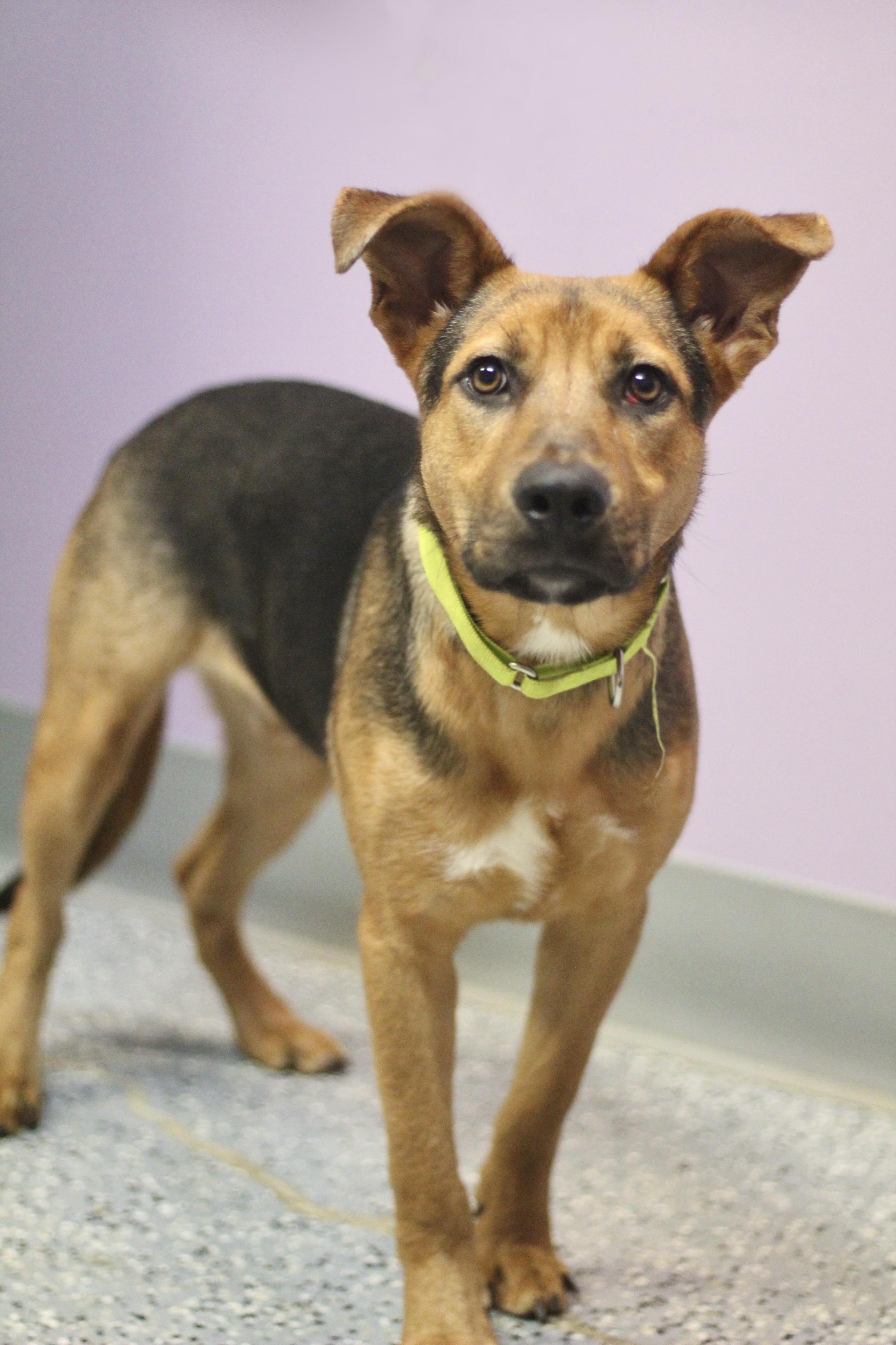 Enlarge Soren in NH! Come Meet our Adoptable Dogs Wednesday-Saturday. More info in Bio! , a ADOPTABLE mixed breed in Manchester, NH image 1/2