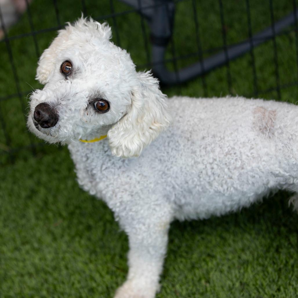 BJ (AP26-94), a Adoptable Bichon Frise in Peyton, CO image 1/6