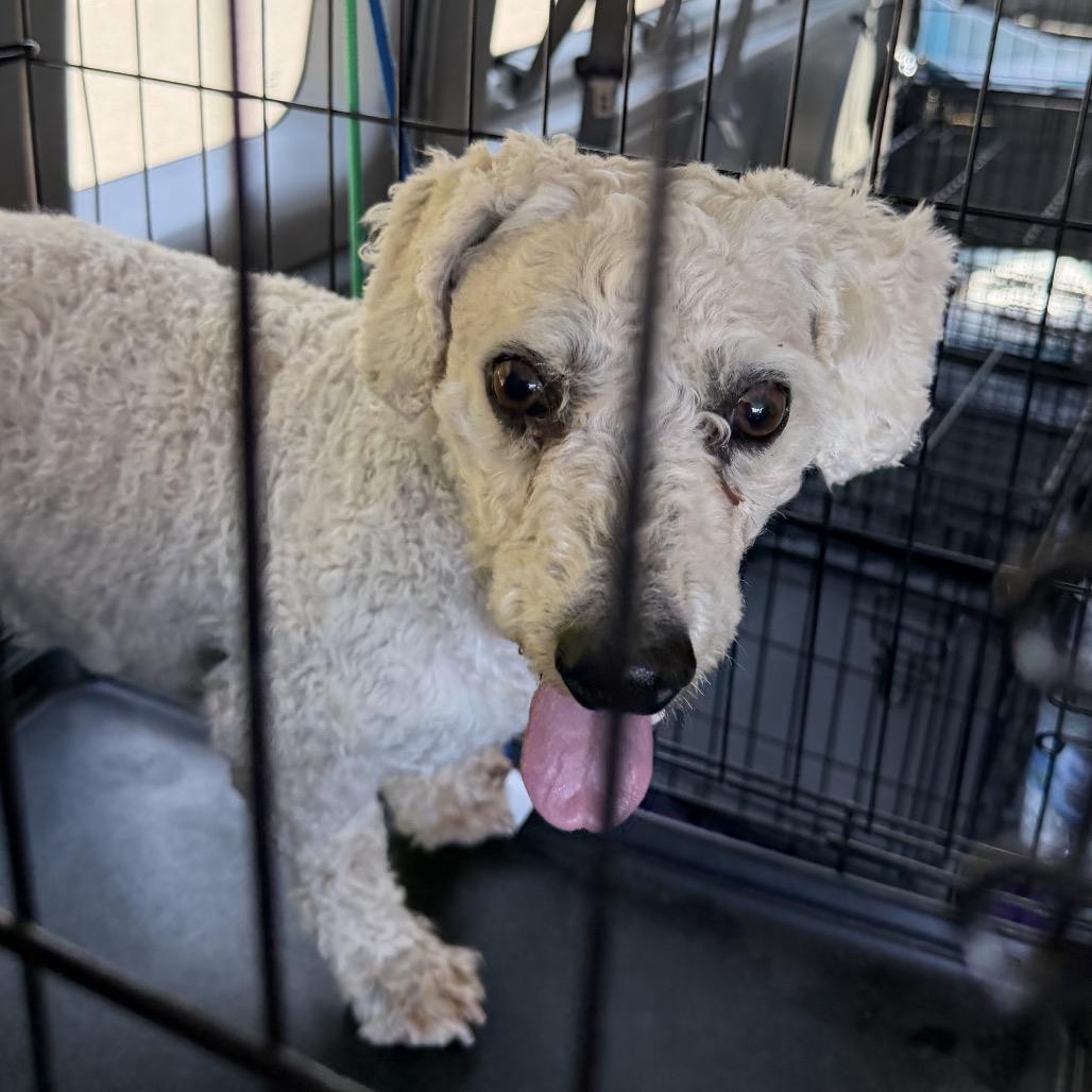 BJ (AP26-94), Adoptable, Adult Male Bichon Frise.