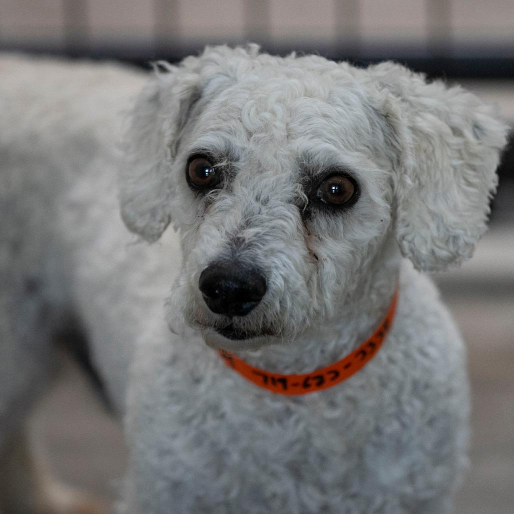 BJ (AP26-94), a Adoptable Bichon Frise in Peyton, CO image 2/6