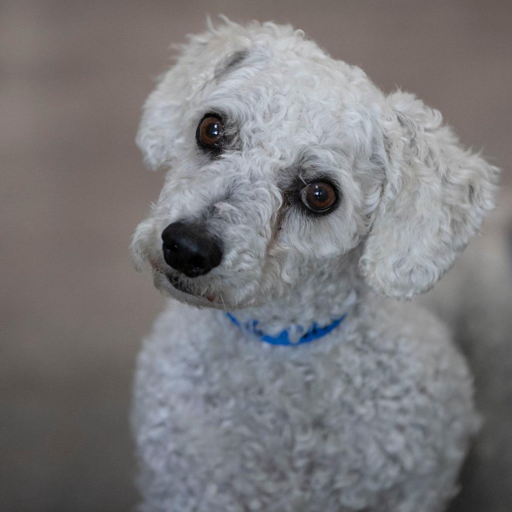 BJ (AP26-94), Adoptable, Adult Male Bichon Frise.