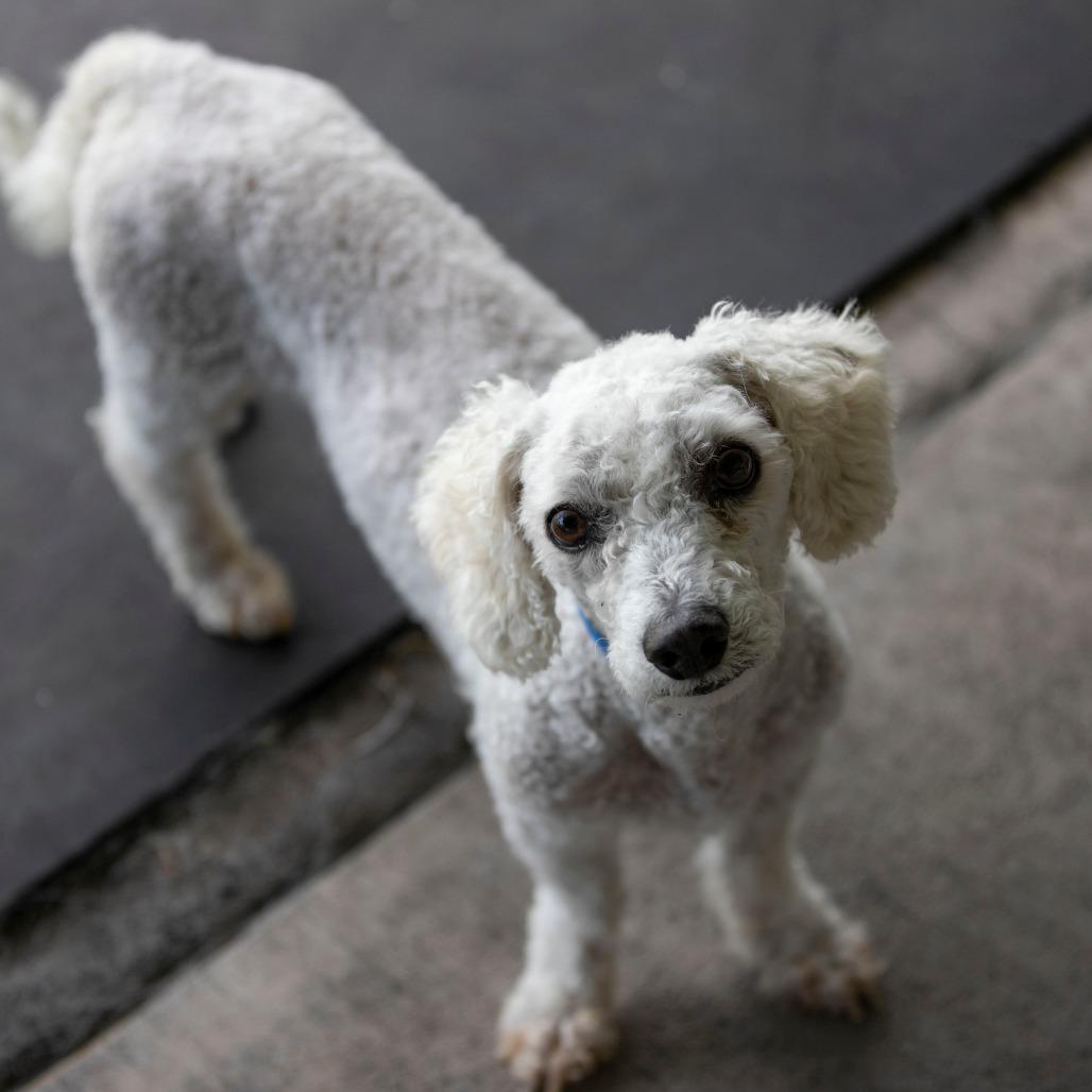 BJ (AP26-94), a Adoptable Bichon Frise in Peyton, CO image 2/6