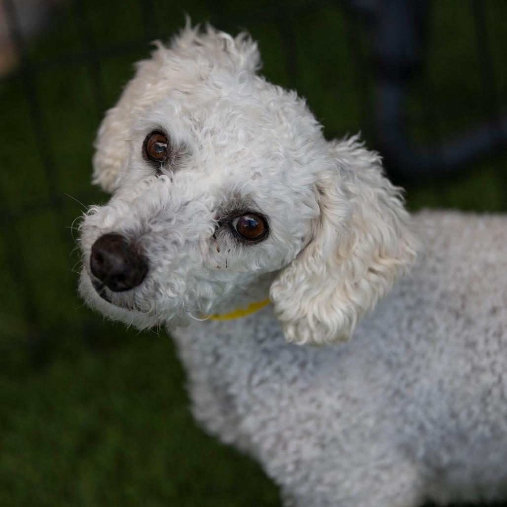 BJ (AP26-94), a Adoptable Bichon Frise in Peyton, CO image 2/6