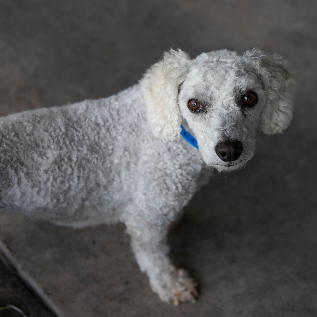 BJ (AP26-94), a Adoptable Bichon Frise in Peyton, CO image 3/6