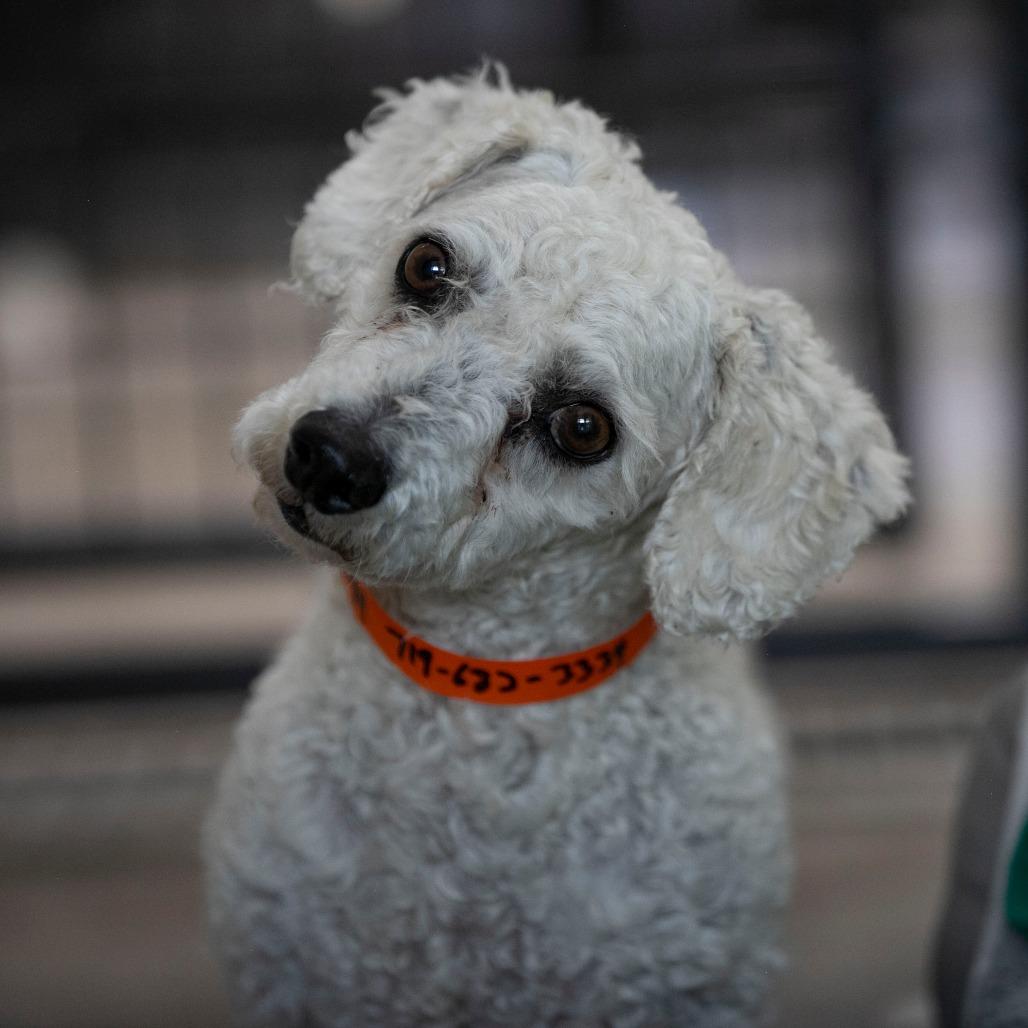 BJ (AP26-94), a Adoptable Bichon Frise in Peyton, CO image 3/6