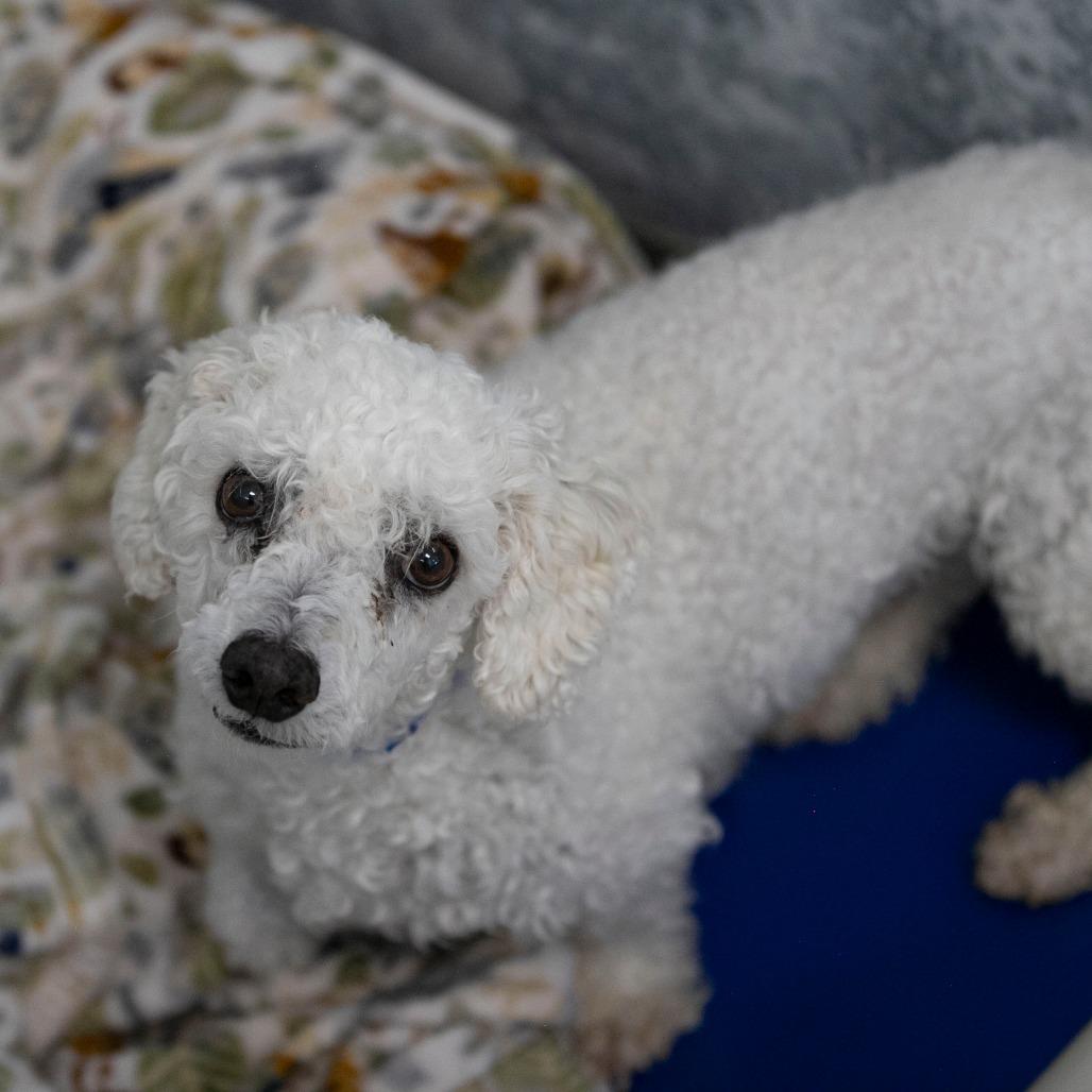 BJ (AP26-94), a Adoptable Bichon Frise in Peyton, CO image 4/6