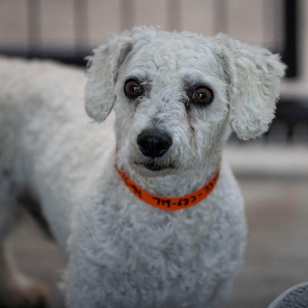 BJ (AP26-94), a Adoptable Bichon Frise in Peyton, CO image 4/6