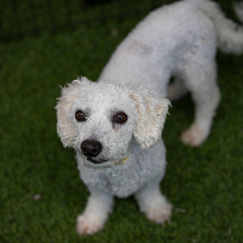 BJ (AP26-94), a Adoptable Bichon Frise in Peyton, CO image 4/6