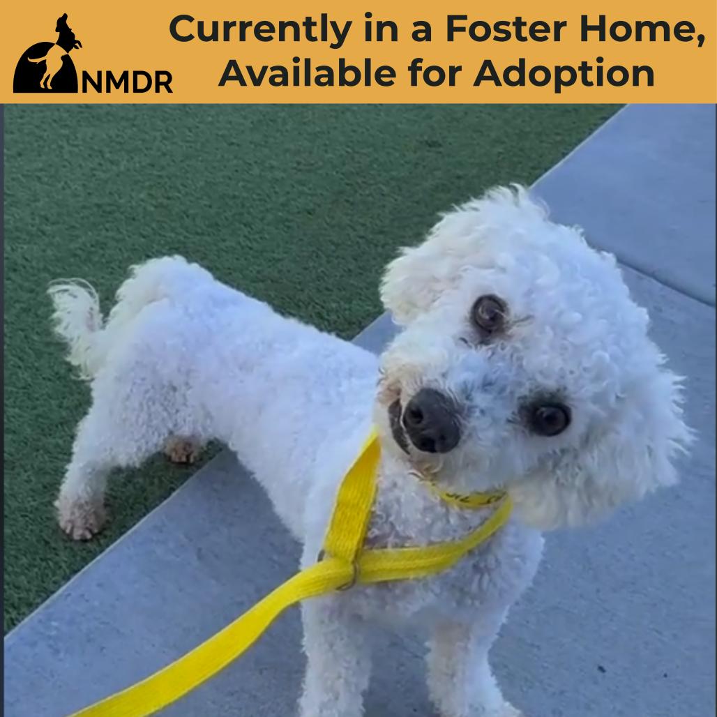 Enlarge BJ (AP26-94), a Adoptable Bichon Frise in Peyton, CO image 5/6
