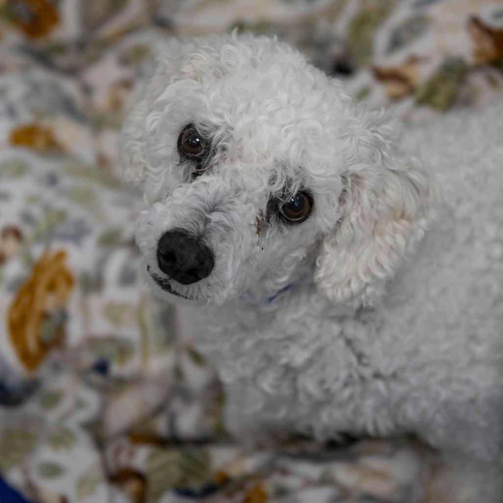 BJ (AP26-94), a Adoptable Bichon Frise in Peyton, CO image 5/6