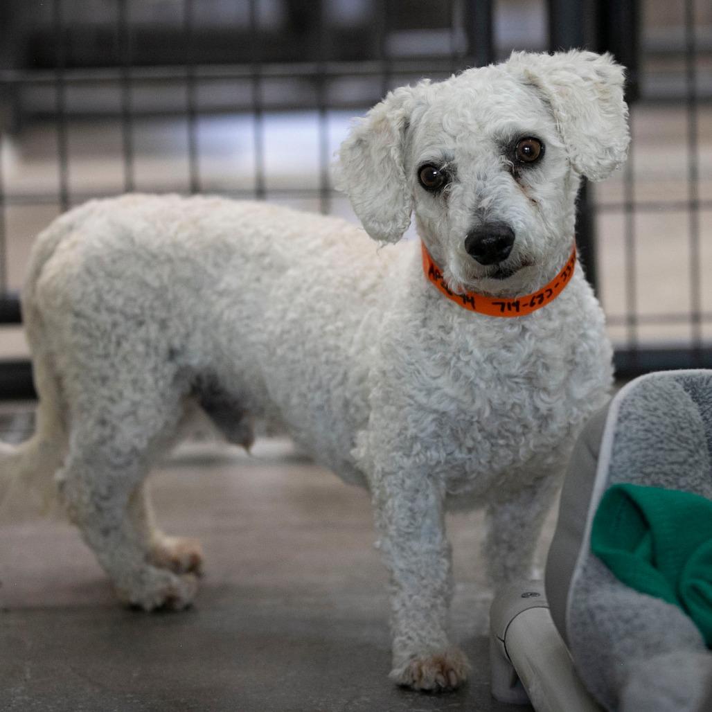 BJ (AP26-94), a Adoptable Bichon Frise in Peyton, CO image 5/6
