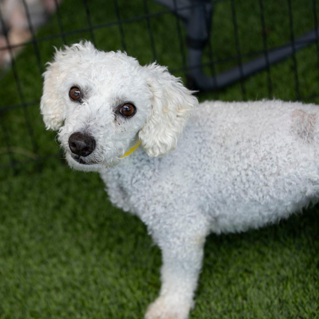 BJ (AP26-94), a Adoptable Bichon Frise in Peyton, CO image 5/6