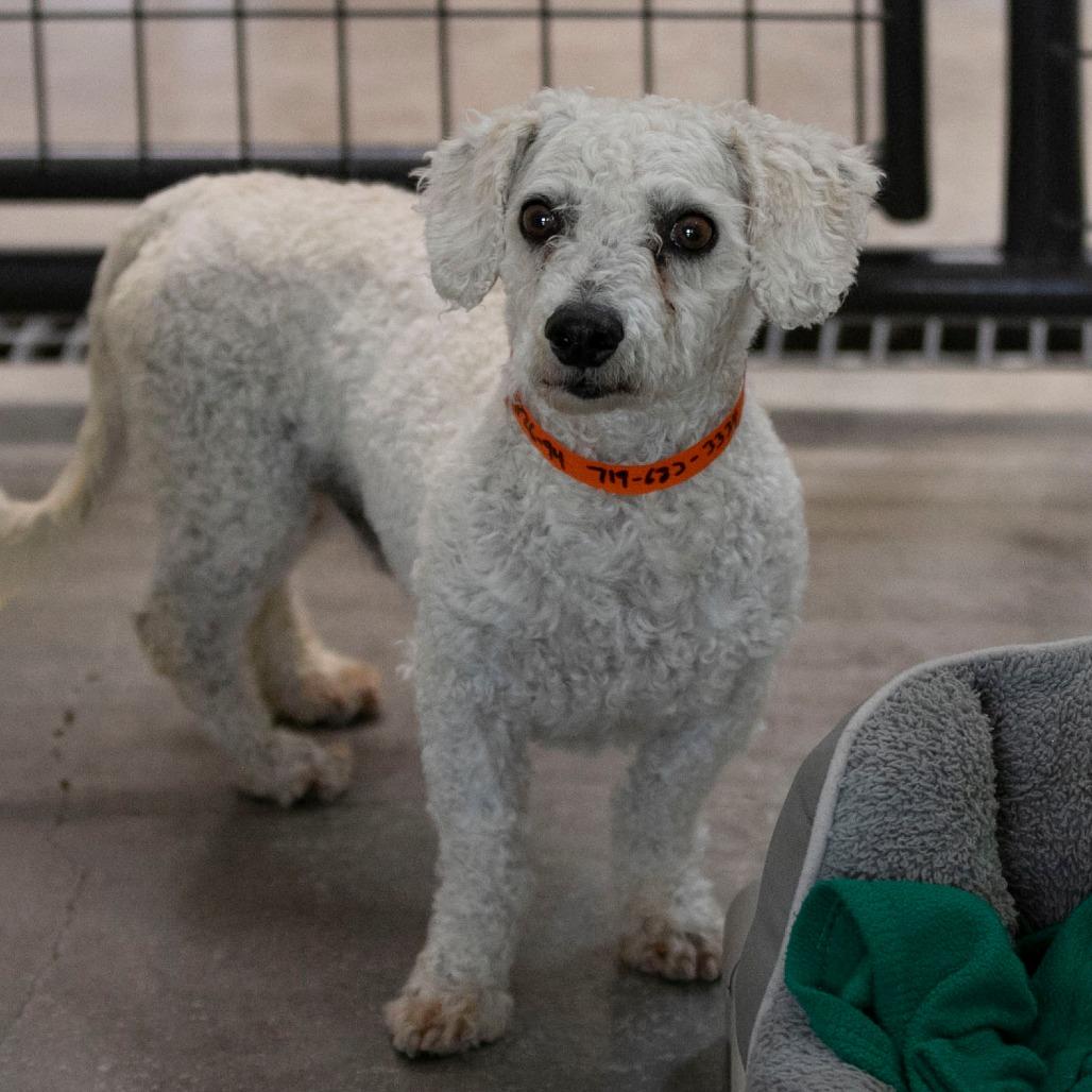 BJ (AP26-94), a Adoptable Bichon Frise in Peyton, CO image 6/6