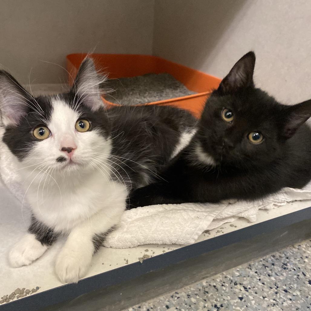 Lidia, Adoptable, Kitten Female Domestic Short Hair.