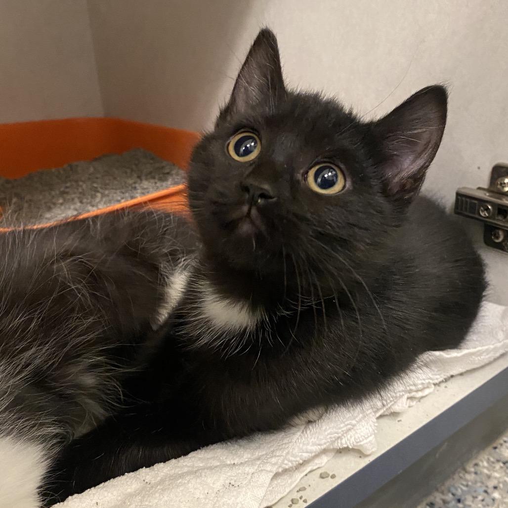 Enlarge Lidia, a Adoptable Domestic Short Hair in Dayton, OH image 2/3