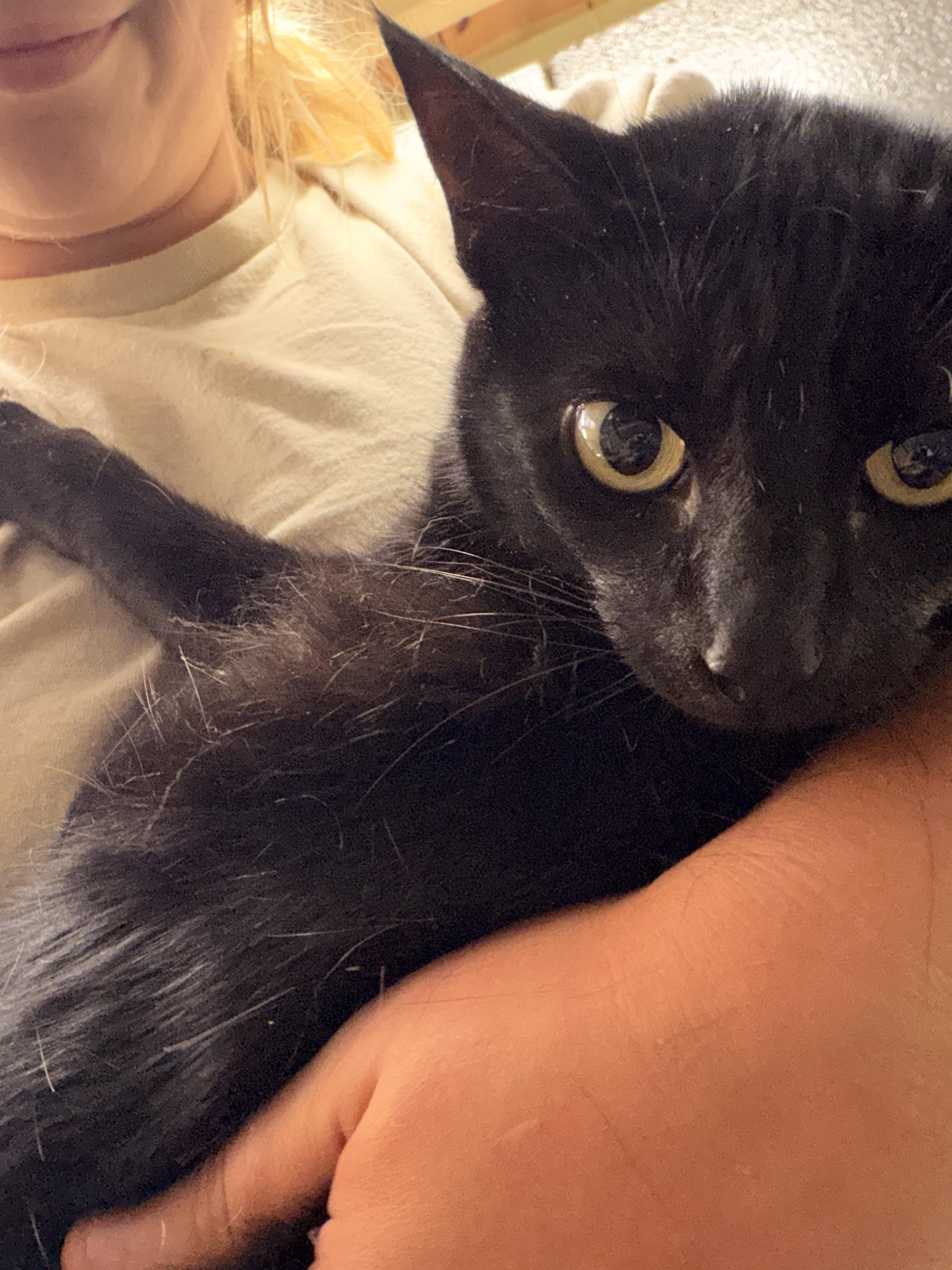 Olive, Adoptable, Senior Male Domestic Short Hair.
