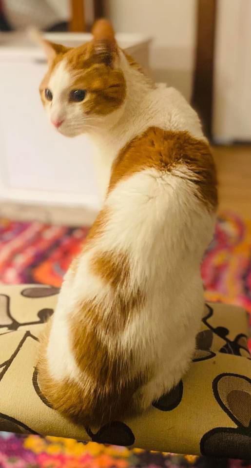 Quinn, an adoptable Domestic Short Hair in Stoughton, WI, 53589 | Photo Image 3
