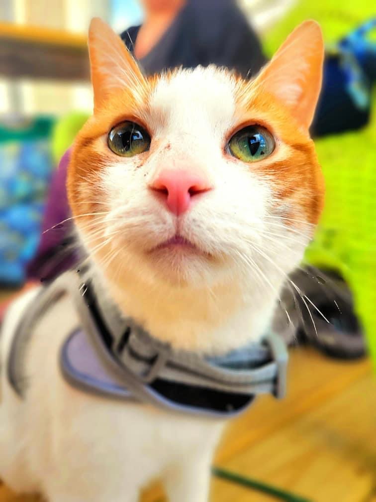 Quinn, an adoptable Domestic Short Hair in Stoughton, WI, 53589 | Photo Image 4