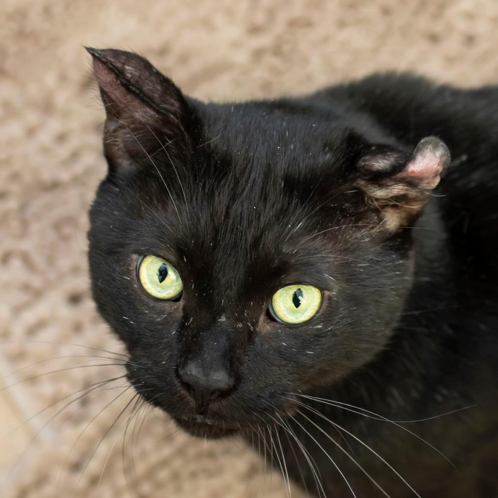 Enlarge John Deere, a Adoptable Domestic Short Hair in Middletown, RI image 1/1